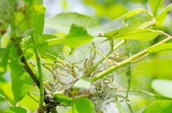 Larvae colony on branch of bird-cherry stock image Larvae colony on branch of bird-cherry stock image