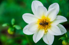 Las abejas comen el néctar de las flores blancas foto de archivo Las abejas comen el néctar de las flores blancas foto de archivo