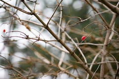 Las bayas rojas crecen en un árbol sin las hojas Salud y naturaleza fotos de archivo libres de regalías Las bayas rojas crecen en un árbol sin las hojas Salud y naturaleza fotos de archivo libres de regalías