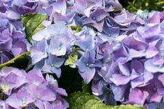 Las flores azules hermosas enormes magn?ficas de la hortensia se cierran para arriba Contexto de la boda, concepto del d?a de tar foto de archivo Las flores azules hermosas enormes magn?ficas de la hortensia se cierran para arriba Contexto de la boda, concepto del d?a de tar foto de archivo