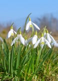 Las flores de Snowdrop se cierran para arriba fotografía de archivo Las flores de Snowdrop se cierran para arriba fotografía de archivo