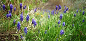 Las flores púrpuras de la primavera ajardinan imagen de archivo Las flores púrpuras de la primavera ajardinan imagen de archivo