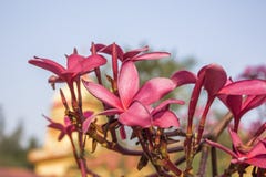 Las flores tropicales rosadas del frangipani se cierran para arriba en un fondo borroso de una casa y de un cielo azul Plumeria foto de archivo libre de regalías Las flores tropicales rosadas del frangipani se cierran para arriba en un fondo borroso de una casa y de un cielo azul Plumeria foto de archivo libre de regalías