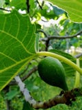 Las frutas del higo no son todavía maduras ser comidas imagenes de archivo Las frutas del higo no son todavía maduras ser comidas imagenes de archivo