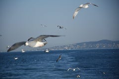Las gaviotas blancas sobre el mar imágenes de archivo libres de regalías Las gaviotas blancas sobre el mar imágenes de archivo libres de regalías