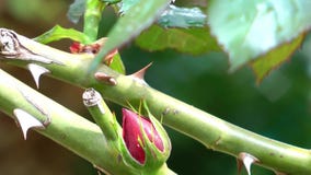 Las gotas de agua del agua en verde salen de la planta en naturaleza almacen de metraje de vídeo Las gotas de agua del agua en verde salen de la planta en naturaleza almacen de metraje de vídeo