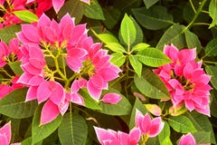 Las hojas rosadas de Pulcherrima del euforbio hermoso cultivan un huerto fotografía de archivo libre de regalías Las hojas rosadas de Pulcherrima del euforbio hermoso cultivan un huerto fotografía de archivo libre de regalías