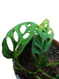 Las imágenes reales de la planta de Monstera foto de archivo Las imágenes reales de la planta de Monstera foto de archivo