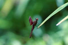Las libélulas marrón se encaraman en tallos de flor imágenes de archivo libres de regalías Las libélulas marrón se encaraman en tallos de flor imágenes de archivo libres de regalías