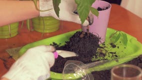 Las manos femeninas hermosas en los guantes blancos del paño quieren el douch el suelo en un pote con una planta de la casa Compo almacen de metraje de vídeo Las manos femeninas hermosas en los guantes blancos del paño quieren el douch el suelo en un pote con una planta de la casa Compo almacen de metraje de vídeo