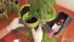 Las manos femeninas hermosas en los guantes blancos del paño quieren el douch el suelo en un pote con una planta de la casa Compo metrajes Las manos femeninas hermosas en los guantes blancos del paño quieren el douch el suelo en un pote con una planta de la casa Compo metrajes