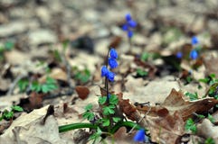 Las primeras flores son snowdrops imágenes de archivo libres de regalías Las primeras flores son snowdrops imágenes de archivo libres de regalías