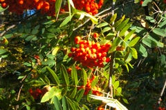 Las ramas con la ceniza madura, roja siberia Imagenes de archivo Las ramas con la ceniza madura, roja siberia Imagenes de archivo