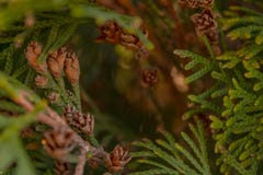 Las ramas del thuja son un primer de las aguas al lado de los rayos de la luz de la puesta del sol fotografía de archivo libre de regalías Las ramas del thuja son un primer de las aguas al lado de los rayos de la luz de la puesta del sol fotografía de archivo libre de regalías