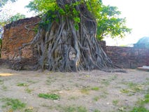 Las raíces alrededor de la cabeza de Buda imágenes de archivo libres de regalías Las raíces alrededor de la cabeza de Buda imágenes de archivo libres de regalías