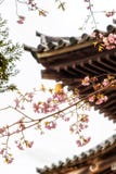 Las tejas de tejado japonesas tradicionales y Sakura floreciente florece en S foto de archivo Las tejas de tejado japonesas tradicionales y Sakura floreciente florece en S foto de archivo