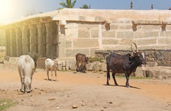 Las vacas blancos y negros se colocan entre las atracciones de Hampi, la India fotos de archivo Las vacas blancos y negros se colocan entre las atracciones de Hampi, la India fotos de archivo