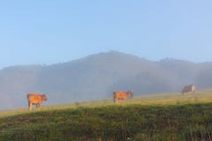 Las vacas de Brown por la mañana se empañan cerca de Oviedo, Asturias foto de archivo Las vacas de Brown por la mañana se empañan cerca de Oviedo, Asturias foto de archivo