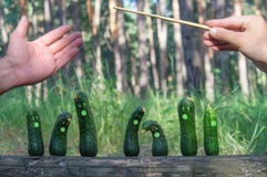 Las verduras del canto ponen verde los pepinos frescos en las manos de la naturaleza de una etapa del bosque y el palillo del ` s foto de archivo libre de regalías Las verduras del canto ponen verde los pepinos frescos en las manos de la naturaleza de una etapa del bosque y el palillo del ` s foto de archivo libre de regalías