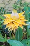 Lasiocarpa de Musella - Lotus Banana Flower d'or ou fleur chinoise de banane naine photos libres de droits Lasiocarpa de Musella - Lotus Banana Flower d'or ou fleur chinoise de banane naine photos libres de droits