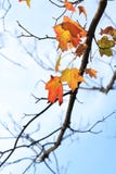 Last Red Maple Leaves Stock Images Last Red Maple Leaves Stock Images