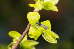 Lat del giardino di Bibione Hortulanus di Bibio nelle gocce di rugiada su un giovane ramo del lat del cachi Diospyros fotografia stock Lat del giardino di Bibione Hortulanus di Bibio nelle gocce di rugiada su un giovane ramo del lat del cachi Diospyros fotografia stock