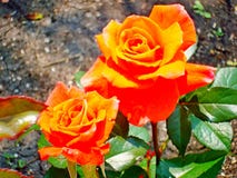 Lat rosa del tè Odorata di Rosa, o varietà ibrida della rosa-un fragrante di rose, datante dalla rosa cinese immagini stock libere da diritti Lat rosa del tè Odorata di Rosa, o varietà ibrida della rosa-un fragrante di rose, datante dalla rosa cinese immagini stock libere da diritti
