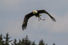 Lat летая белоголового орлана leucocephalus haliaeetus в парке стоковая фотография Lat летая белоголового орлана leucocephalus haliaeetus в парке стоковая фотография