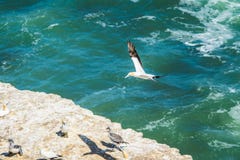 Latający gannet ptak obraz stock Latający gannet ptak obraz stock