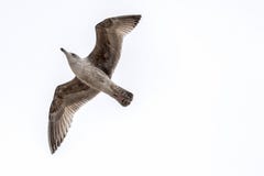 Latający srebny frajera Larus Argentatus obraz royalty free Latający srebny frajera Larus Argentatus obraz royalty free