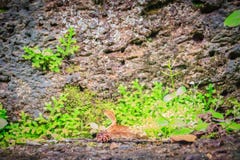 Laterite τοίχος πετρών με την αύξηση χλόης και βρύου που διαμορφώνει όμορφο κατασκευασμένο στην επιφάνεια για το υπόβαθρο Παλαιό Στοκ Εικόνες Laterite τοίχος πετρών με την αύξηση χλόης και βρύου που διαμορφώνει όμορφο κατασκευασμένο στην επιφάνεια για το υπόβαθρο Παλαιό Στοκ Εικόνες