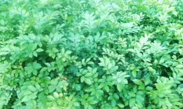 Latest beautiful nature green plant`s royalty free stock photos Latest beautiful nature green plant`s royalty free stock photos