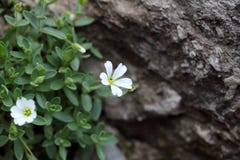 latifolium del Cerastium del cerastio dell'Topo-orecchio) Immagini Stock Libere da Diritti latifolium del Cerastium del cerastio dell'Topo-orecchio) Immagini Stock Libere da Diritti