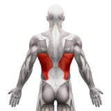 Latissimus Dorsi - Anatomy Muscles isolated on white - 3D illustration