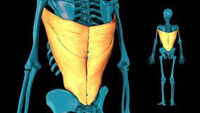 Latissimus Dorsi - 3D Model Stock Video - Video of biology, brachii: 157199887 Latissimus Dorsi - 3D Model Stock Video - Video of biology, brachii: 157199887
