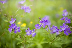 Lato fiołek i purpurowi kwiaty, selekcyjna ostrość, Norwegia zdjęcie stock Lato fiołek i purpurowi kwiaty, selekcyjna ostrość, Norwegia zdjęcie stock