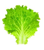 Lattuga fresca/un foglio isolato su bianco immagini stock libere da diritti Lattuga fresca/un foglio isolato su bianco immagini stock libere da diritti