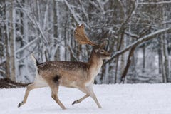 Laufende Rotwild Erwachsene Damhirsche mit großen Horn-Läufen durch den Schnee entlang dem Wald ein Mann von Damhirschen Daniel W stockfotos Laufende Rotwild Erwachsene Damhirsche mit großen Horn-Läufen durch den Schnee entlang dem Wald ein Mann von Damhirschen Daniel W stockfotos