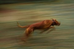 Laufender Hund Lange Berührung Rhodesian Ridgeback Stockfotografie Laufender Hund Lange Berührung Rhodesian Ridgeback Stockfotografie