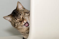 Laughing Cat Stock Photos