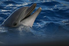 Laughing dolphin royalty free stock photo Laughing dolphin royalty free stock photo