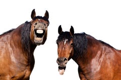 Laughing Horses Stock Photo Laughing Horses Stock Photo