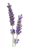 Lavanda