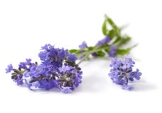 Lavanda fotografía de archivo Lavanda fotografía de archivo