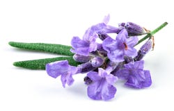 Lavanda aislada imagen de archivo Lavanda aislada imagen de archivo