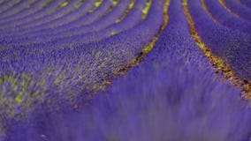Lavanda en Provence imágenes de archivo libres de regalías Lavanda en Provence imágenes de archivo libres de regalías
