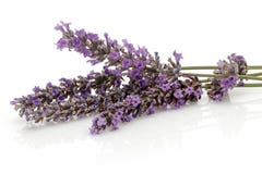 Lavanda fresca en el fondo blanco imagen de archivo libre de regalías Lavanda fresca en el fondo blanco imagen de archivo libre de regalías