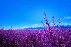 Lavanda plantada en el pie de la montaña China de Tianshan Lavanda plantada en el pie de la montaña China de Tianshan