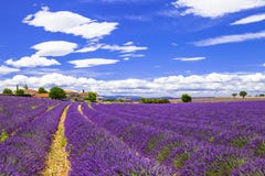Lavander dans Provance, France images stock Lavander dans Provance, France images stock