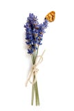 Lavander e borboleta fotos de stock